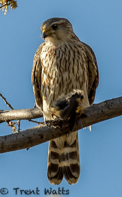 Merlin (Female) with recent catch.
