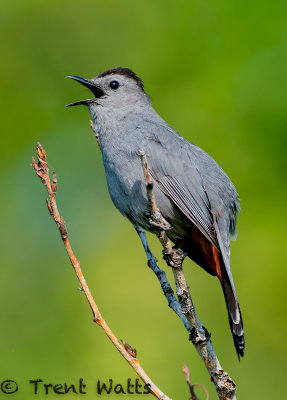 Gray Catbird