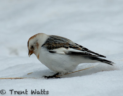 Snow Bunting eating grass awn.