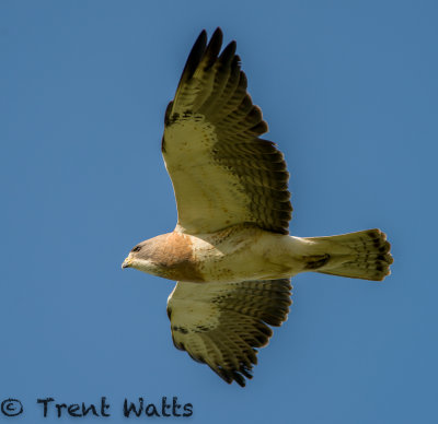 Swaisnon's Hawk