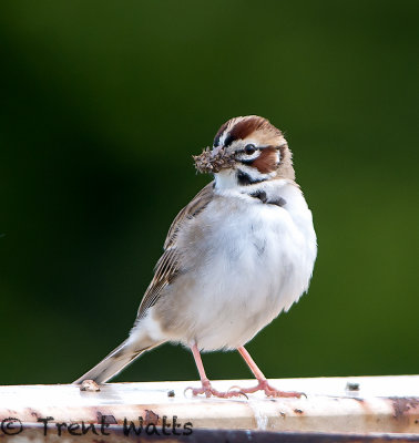 Lark Sparrow with mouth full of food.