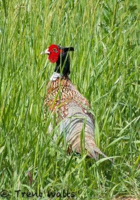 Ring-necked Pheasant (Male)