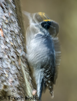 American Three-toed Woodpecker