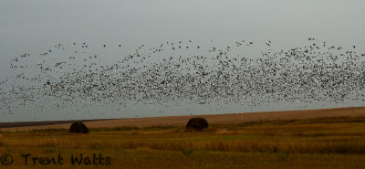 Snow Geese on fall migration