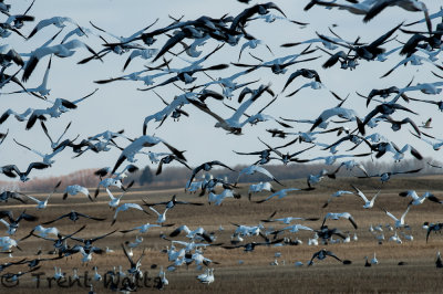 Snow Geese on fall migration