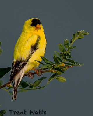 American Goldfinch, Male