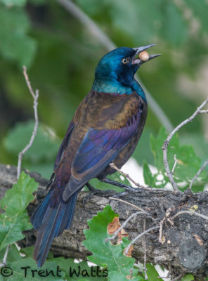 Common Grackle eating acorn from Burr Oak in my backyard.