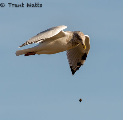  These gulls were flying up with shells, dropping them, then flying down to eat the spilled contents.