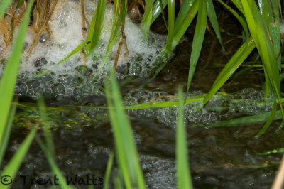Frog pond with grass and foam