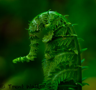 Fern frond.