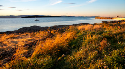 Sea Grass in evening light