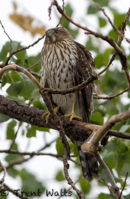 Cooper's Hawk Immature (note light Iris color as noted by my friend Lynn Oliphant)