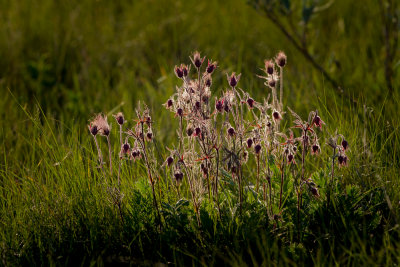 Three-flowered Avens as part of the plants in a healthy native prairie.