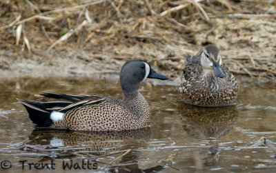 Blue-winged Teal, male and female.