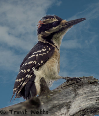 Hairy Woodpecker