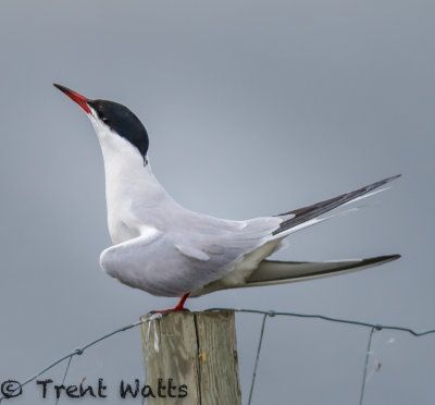 This series of 6 pictues shows Common Terns in a mating ritual. One adult bird offers a fish to another.