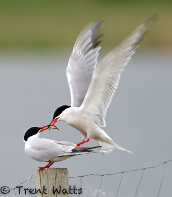 Third in the mating ritual series. Here one Common Tern offers a fish to the other.