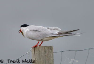 Fifth in the mating ritual series.  Here the tern is eating the fish.