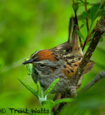 Swamp Sparrow with worm.