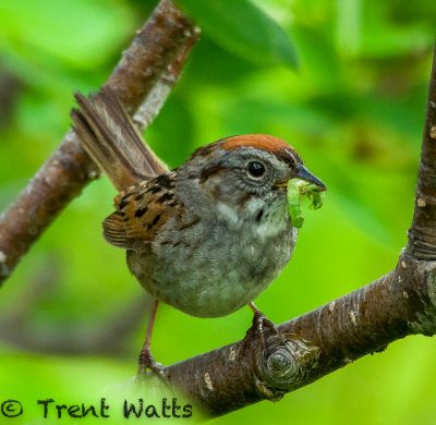 Swamp Sparrow with worm.