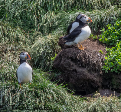 Atlantic Puffin at nesting site on Gull Island.