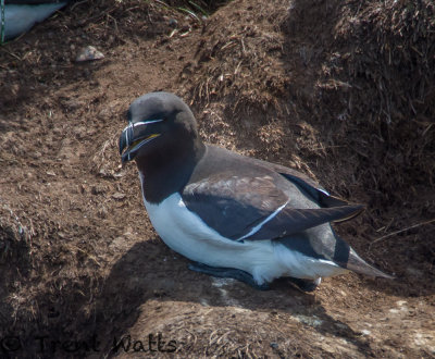 Razorbill