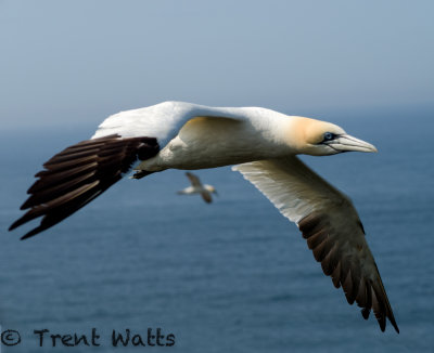 Northern Gannets fly very close to you off Cape St. Mary's Ecological Reserve, Newfoundland.