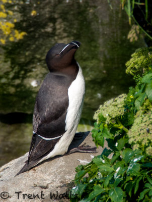 Razorbill