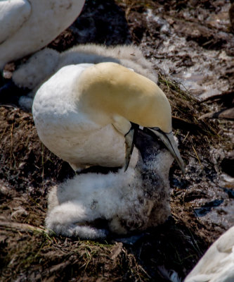 Norhern Gannet feeding chick.