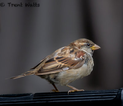 Male House Sparrow.