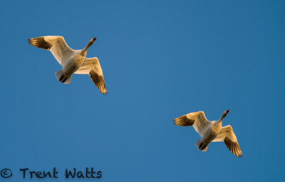 Early morning sun on migrating Snow Geese.