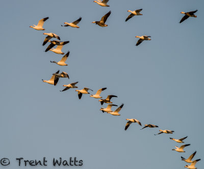 Early morning sun on migrating Snow Geese.