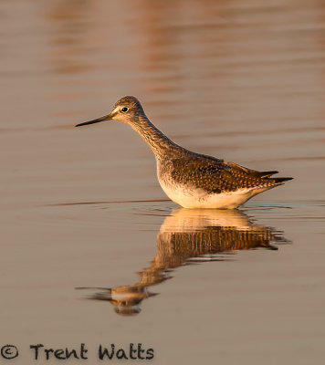 Yellowlegs on fall migration in early morning sunlight.