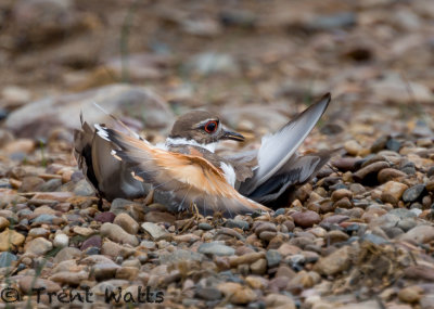 Adult Killdeer faking an injury to distract us from young.