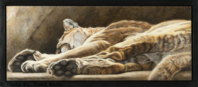 Painting of a Cougar from Saskatoon Forestry Farm.