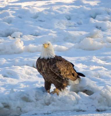 Bald Eagle near The Forks in Winnipeg.