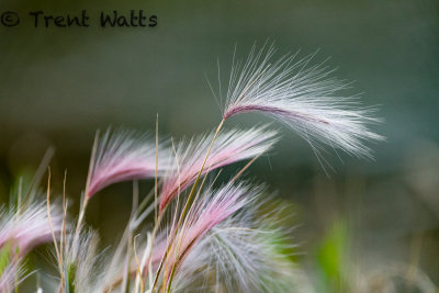 Fox Tail plant in witer.