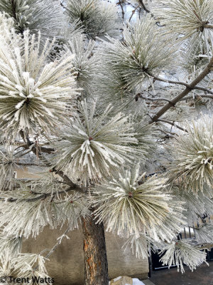 Hoar frost on pine needles.