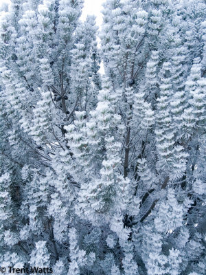 Hoar frost on pine needles.