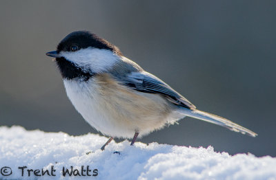 Black-capped Chickadee.