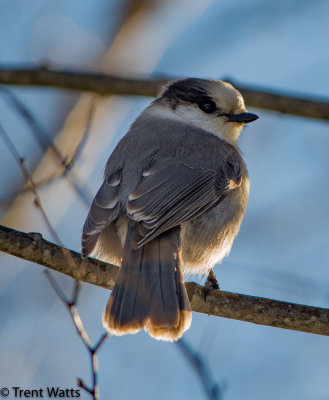 Gray Jay backlit with late afternoon sun.
