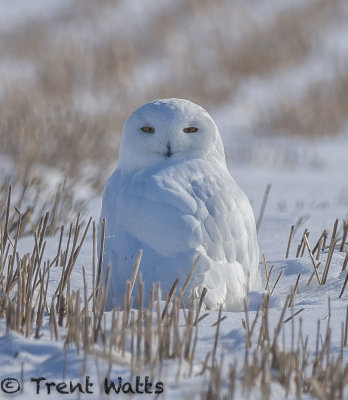 Snowy Owl in stubble field.