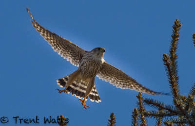 Merlin taking off from a local spruce tree.
