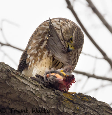 Merlin eating a Bohemian Waxwing.