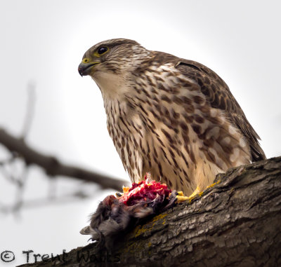 Merlin eating a Bohemian Waxwing.