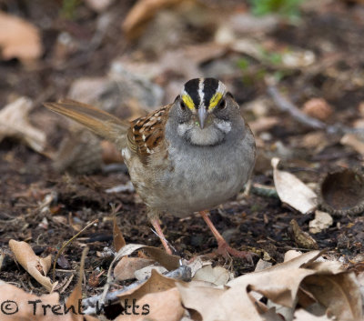 White-throated Sparrow migrating through my backyard.