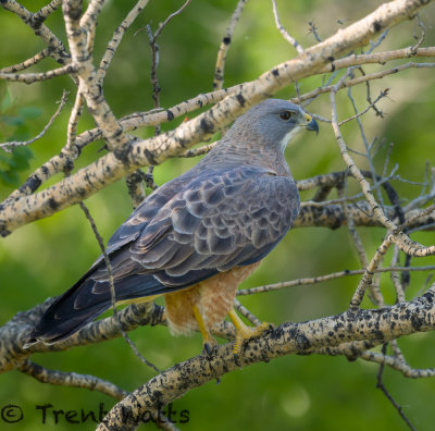 Audult Swainson's Hawk.