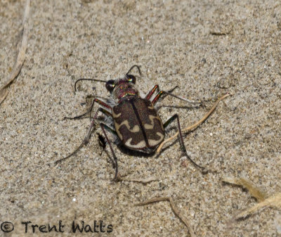 Early spring insects running in sand.