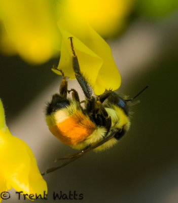 Bumblebee on Caragana.