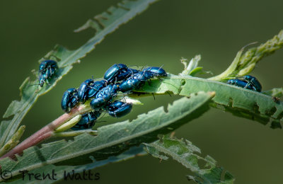 Colorful insects eating and reproducing.
